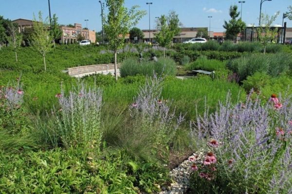 Perennial gardens are filled with plants blooming in shades of purple and pink, with a bench in the background.