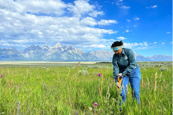 A participant in the National Experiential Learning Program does field work in a grassy plain spotted with flowers at Grand Teton National Park under a blue sky. Behind them in the distance is a vast mountain range.