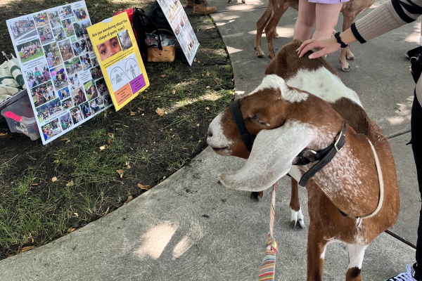 A brown and white goat on a leash stands on a cement walkway with signs about Philly Goat Project placed on the side. 