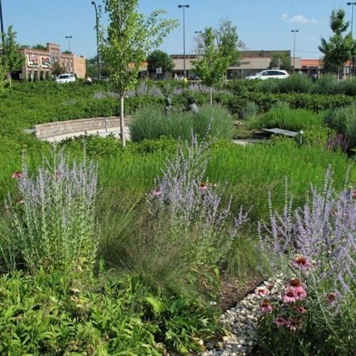 Perennial gardens are filled with plants blooming in shades of purple and pink, with a bench in the background.