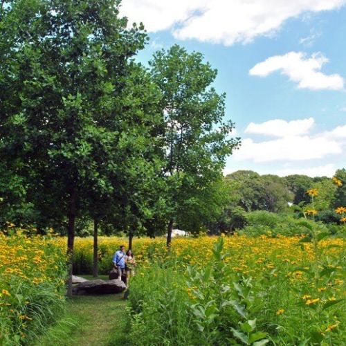 Two people stand under a grouping of young trees surrounded by a meadow filled with tall yellow flowers and a mown path in the foreground. 