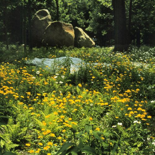 A meadow in dappled sunlight features different types of yellow and white flowers and ferns. Several large boulders are in the background.