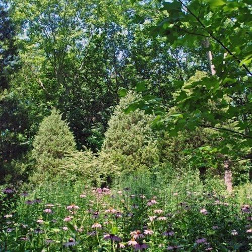 Plants with purple-pink flowers are in the foreground and shrubs and trees in the background.