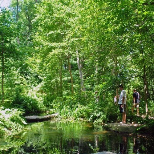 A pond is surrounded by trees and other greenery. There are several people standing on the bank on the right.