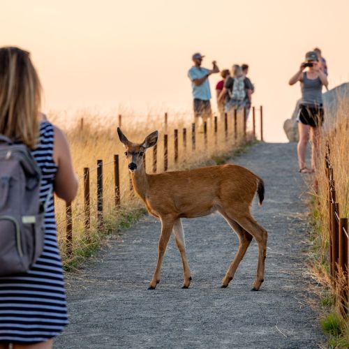 People photograph deer standing in path with prairie grasses on either side.