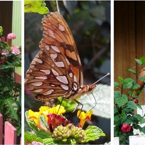 Collage of 3 photos shows a garden with a pink picket fence, a butterfly on a flower, and a smiling woman in front of a garden.