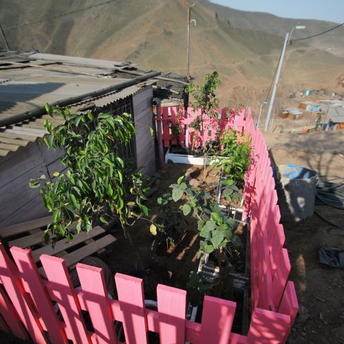 A bright pink picket fence surrounds a small garden next to a small house.