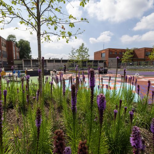 all purple plantings in the foreground with the playground and school buildings in the background.