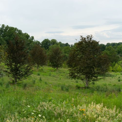 A meadow planting with foliage and flowering plants is interspersed with trees, with a large stone building on the right.