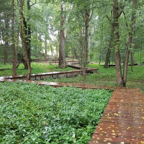 A raised wooden boardwalk winds between trees and low-growing plants.