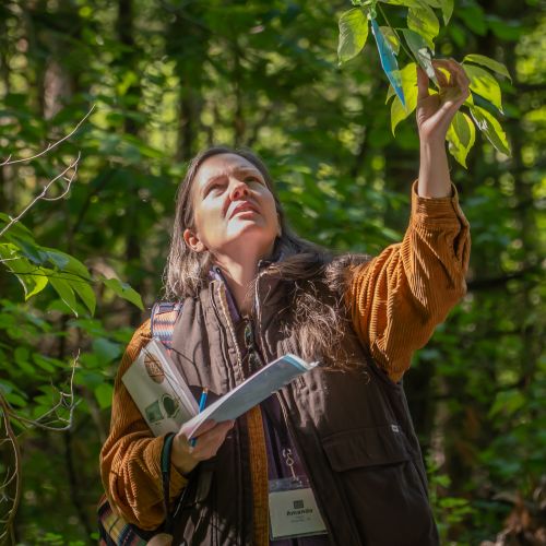 Surrounded by an abundance of green, a participant reaches up to carefully inspect a particular branch of leaves during one of Tremont’s herpetology SANCP classes.