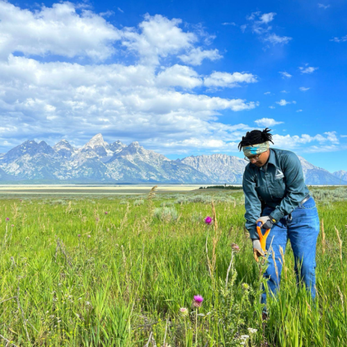 A participant in the National Experiential Learning Program does field work in a grassy plain spotted with flowers at Grand Teton National Park under a blue sky. Behind them in the distance is a vast mountain range.