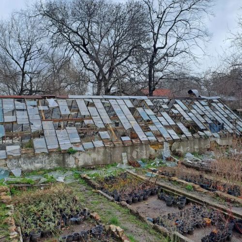 Greenhouses with broken and missing glass panels in the background with rows of dead and dying plants in pots in the foreground.