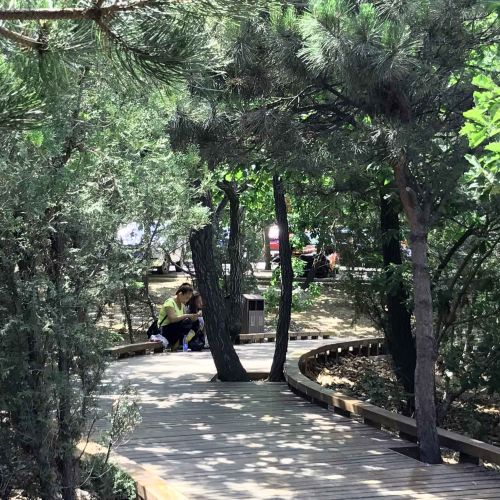A wide path made of wooden boards has a hole cut in it and a tree growing up through the hole. There are trees and other vegetation on both sides of the path, and two people sitting on the edge of the path.