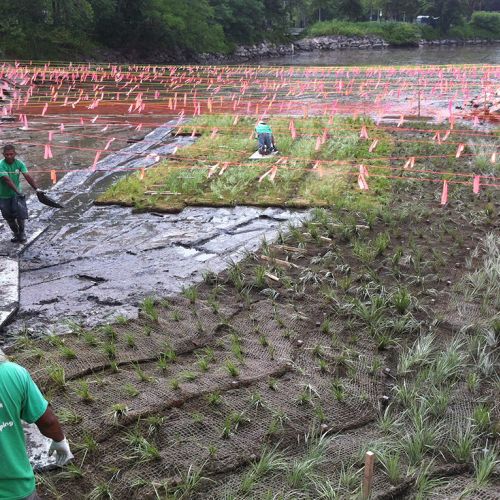 Three people work in a large partially planted muddy area.