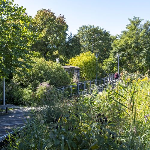 A boardwalk passes through an area of tall plants and trees.