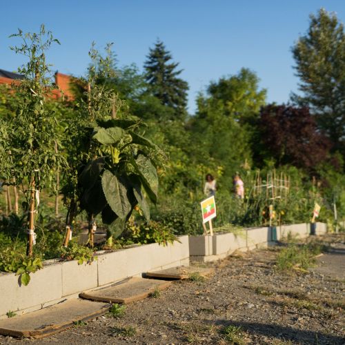 Raised bed gardens filled with produce and flags from different countries.