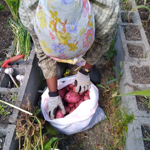 Adult harvesting red potatoes.