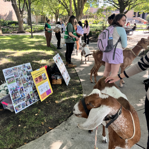 On a shaded walkway through campus, students pet four goats on leashes held by Philly Goat Project members. Signage with lots of pictures of Philly Goat Project are placed next to the walkway. 