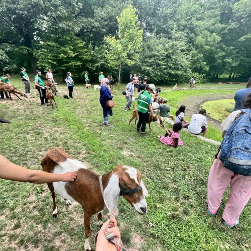 People of all ages and goats stand on a small grassy slope with dense green trees in the background.
