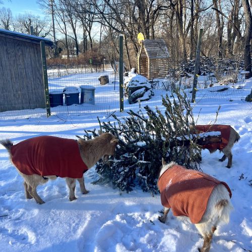 On snow covered ground, three goats wearing blanket-style coats munch on the needles of a cut evergreen tree.