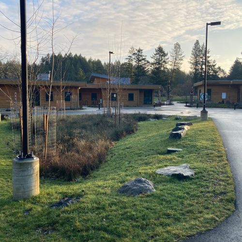 An island bed surrounded by pavement with a low-lying area in the center planted with young trees.