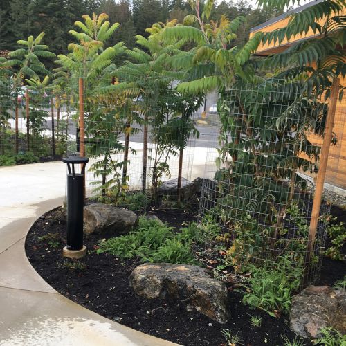 A curved paved walkway next to a building with garden beds planted with young trees on either side.