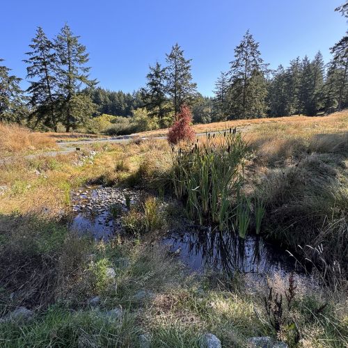 A small creek flowing through a natural-looking grassy area with trees in the background. 
