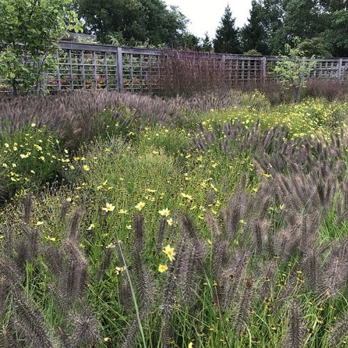Large, informal garden with yellow flowers and tall grasses has a wooden lattice fence in the background.