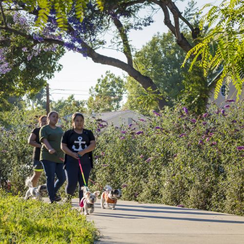 Three people walking small dogs along a wide, flat path with flowering trees, shrubs, and ground covers along the edges.