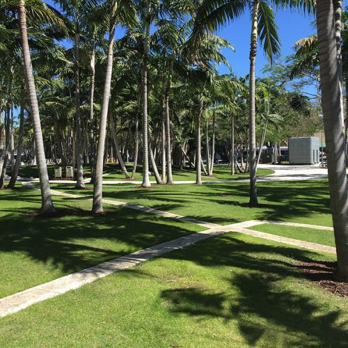 Concrete paths crisscross an open area of mown grass with palm trees planted throughout the area.