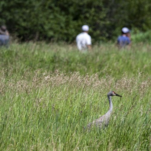 A long-necked gray bird standing in tall grass in the foreground. There are three people and trees in the background.