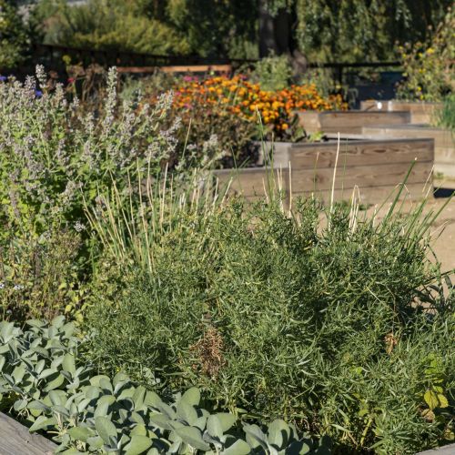 Several raised bed gardens planted with herbs and flowers.