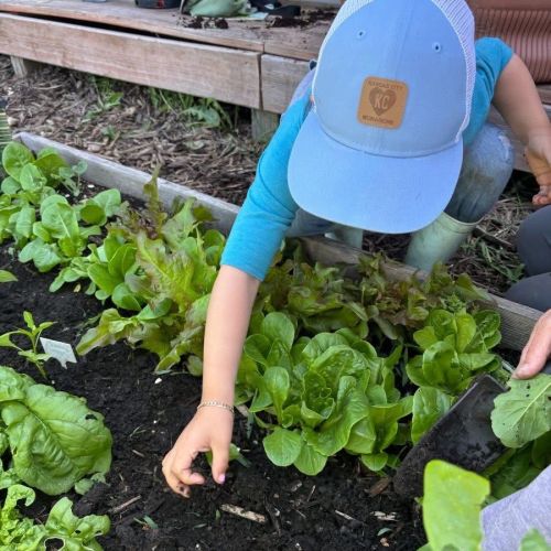 Child wearing blue baseball cap tending a bed of  green lettuce.