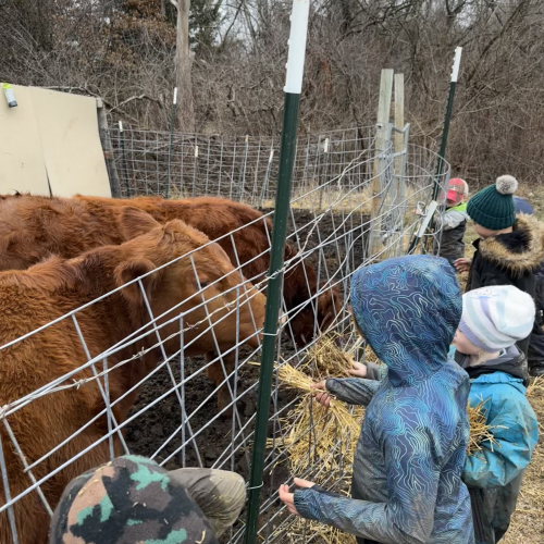 Group of five children wearing cold weather clothing looking at and feeding several red/brown colored cows hay through a fence.