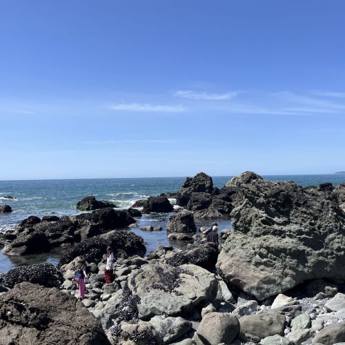 YES youth explore the Slide Ranch tide pools under a blue sky, making sure to look between all the rocks and boulders for marine animals.