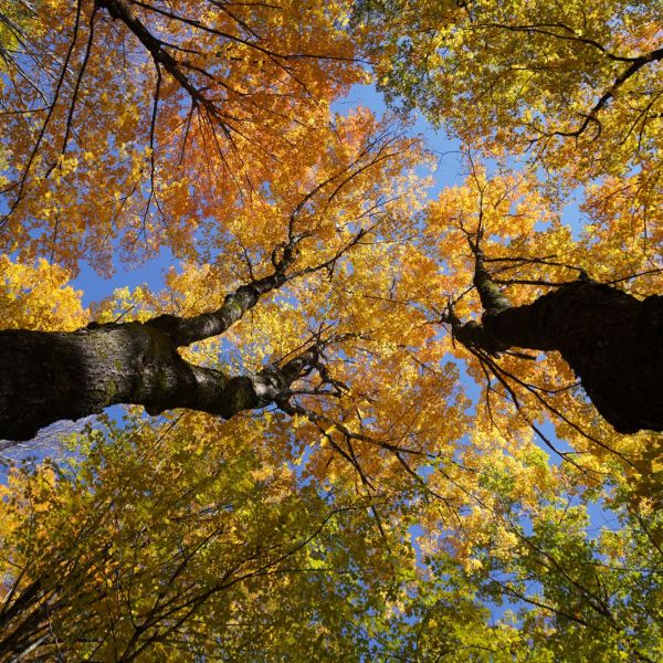 Photo of autumn trees with blue sky