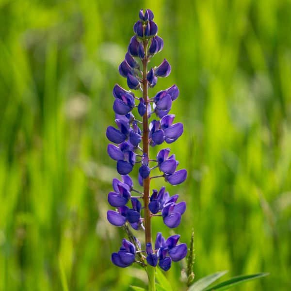 Blooming Lupine Flower