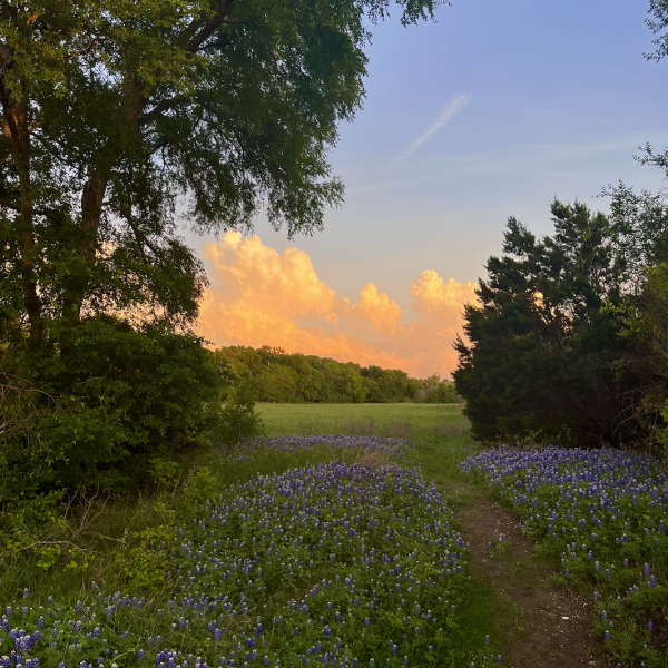 Sunset in a field 