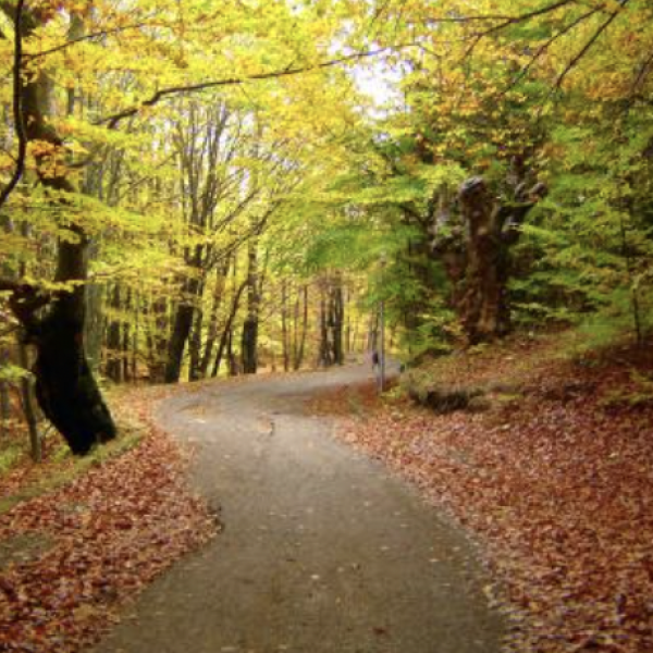 Nature photo of Autumn Path