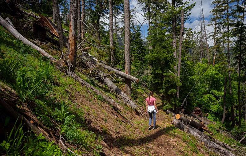 The Pahneekahvets Trail at the Sundance Ski Resort on Friday, June 9, 2023. Trent Nelson | The Salt Lake Tribune